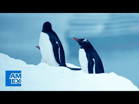 Epic Antarctic Excursions with Seabourn | American Express Travel®