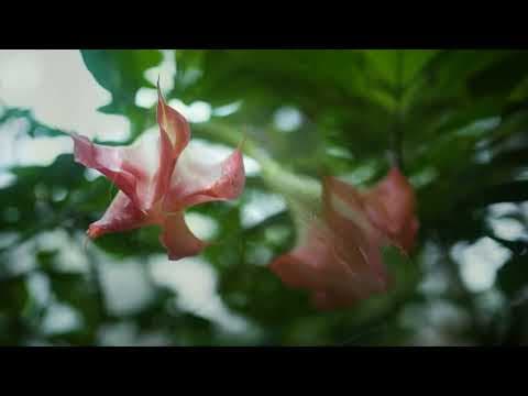 Sustainable Travel: Club Mahindra Madikeri | National Tourism Day | #TogetherWeRise | @MahindraRise