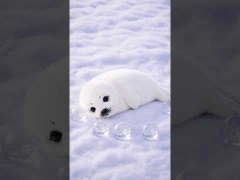Bespoke AI Refrigerator Sphere Ice with Harp Seal | Samsung