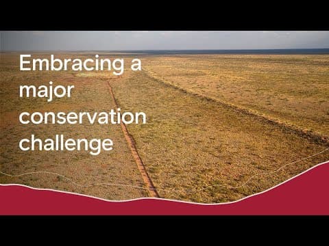 Rio Tinto | How we’re protecting the habitat of a critically endangered bird