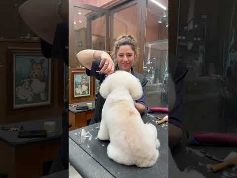 Jess Rona on How PayPal’s Checkout Options Help her Pet Grooming Business