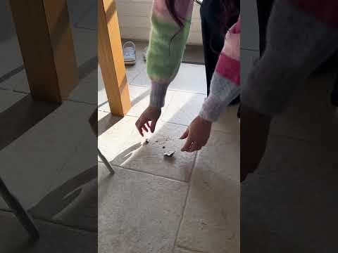 Easter Clean-Up Made Easy 🐣✨ | Bosch Unlimited 7 ProHygienic Aqua
